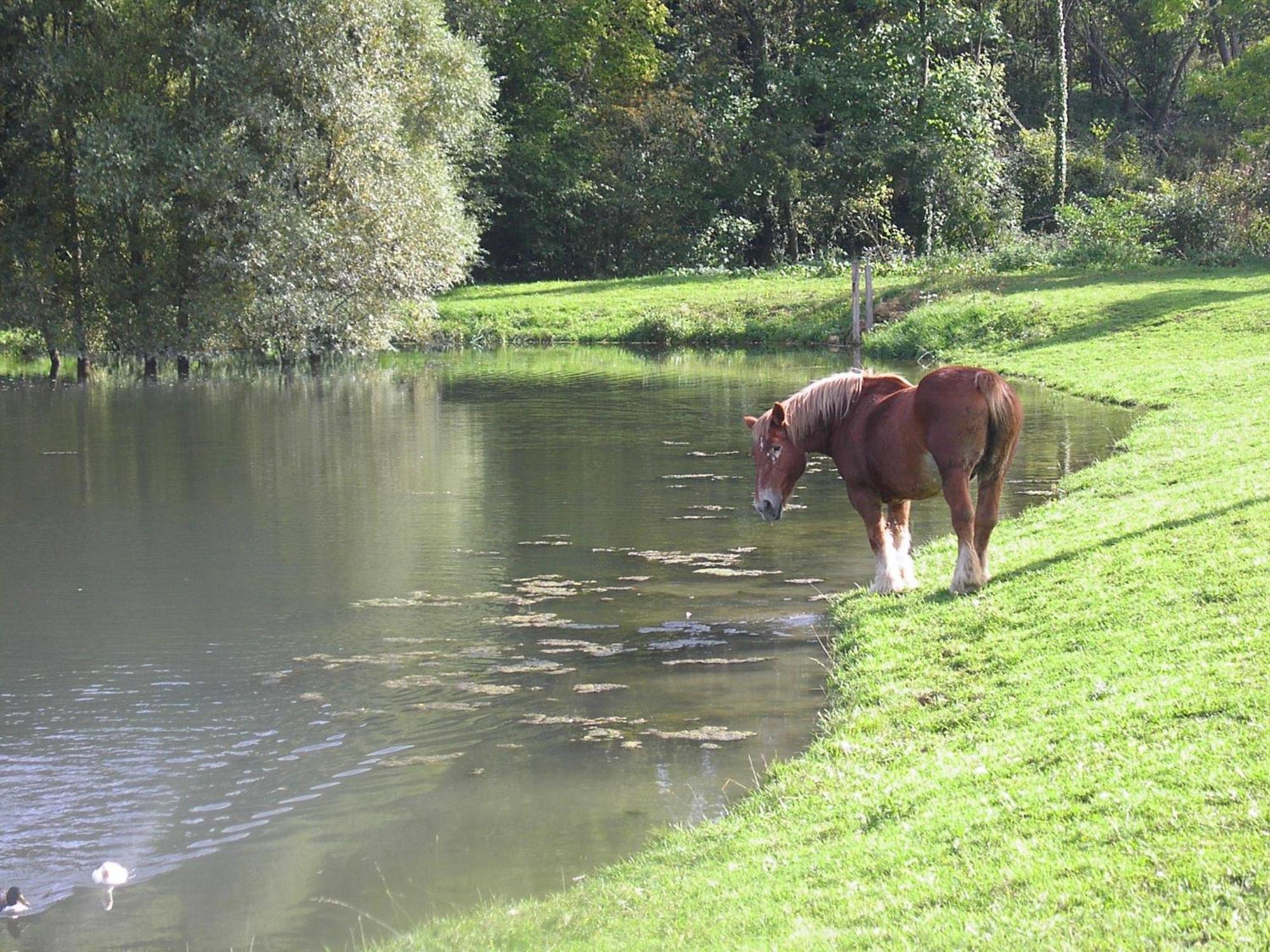 مبيت وإفطار Châtillon-sur-Marne Domaine Du Moulin De L'Etang المظهر الخارجي الصورة